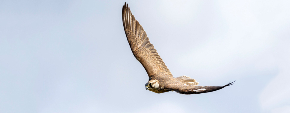 Saker Falcon